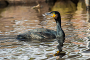 Aalscholver / Great Cormorant (Phalacrocorax carbo)