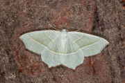 Appeltak / Light Emerald (Campaea margaritaria)