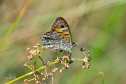 Argusvlinder / Wall Brown (Lasiommata megera)