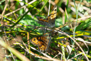 Argusvlinder / Wall Brown (Lasiommata megera)