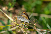 Argusvlinder / Wall Brown (Lasiommata megera)