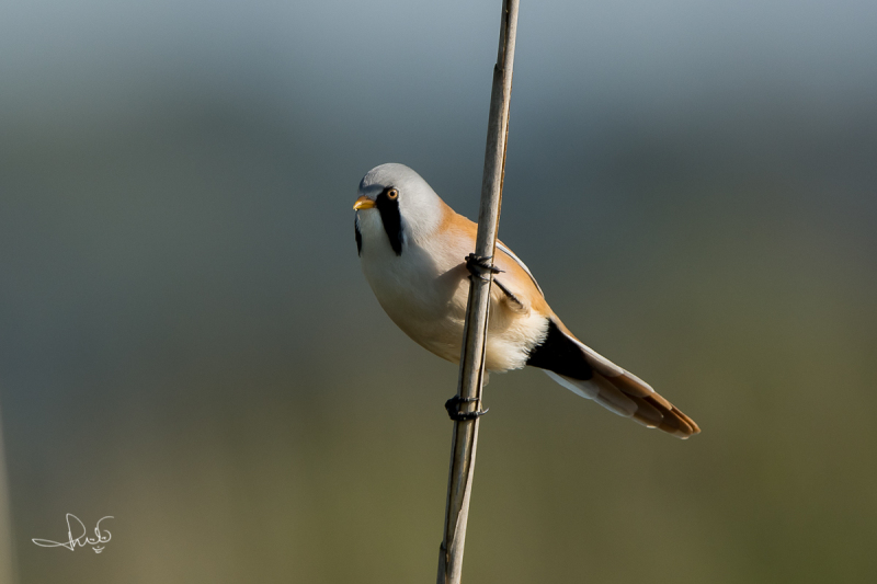 Baardman / Bearded Reedling ( Panurus biarmicus)