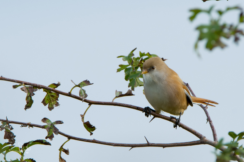 Baardman / Bearded Reedling ( Panurus biarmicus)