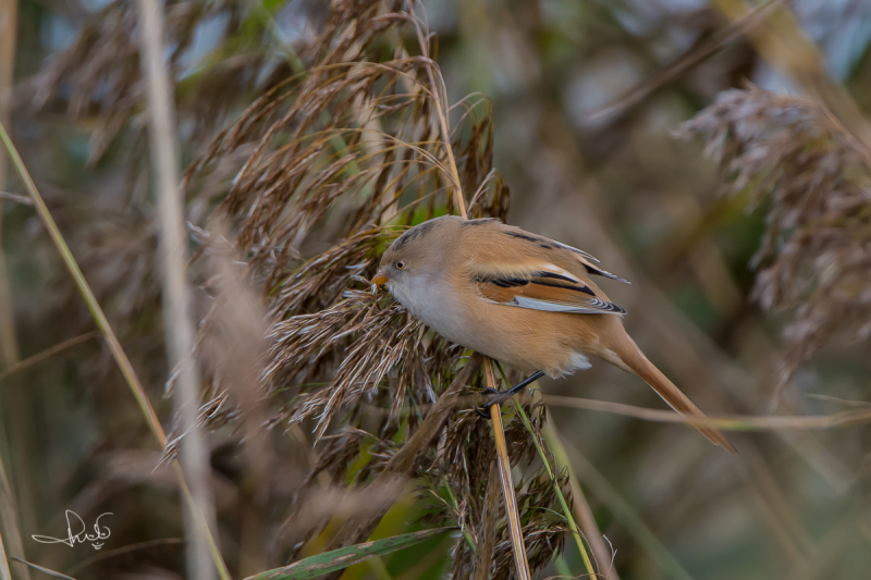 Baardman / Bearded Reedling ( Panurus biarmicus)