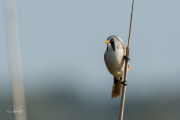 Baardman / Bearded Reedling ( Panurus biarmicus)