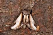 Berkenbrandvlerkvlinder / Lesser Swallow Prominent (Pheosia gnoma)