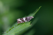 Berkenoogbladroller (Epinotia demarniana), micro