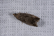 Beukenspiegelmot / Beech Moth (Cydia fagiglandana), micro