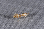 Beukenvouwmot / Beech Midget (Phyllonorycter maestingella), micro