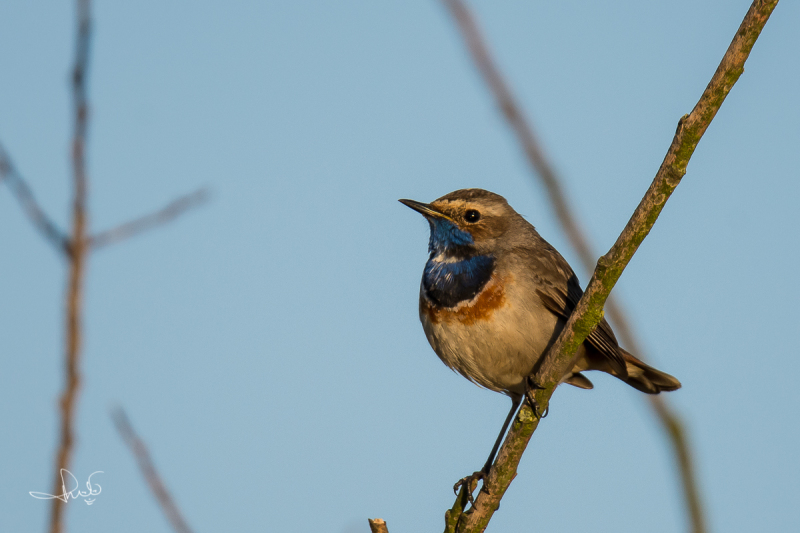 Blauwborst / Bluethroat (Luscinia svecica)