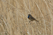 Blauwborst / Bluethroat (Luscinia svecica)