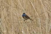 Blauwborst / Bluethroat (Luscinia svecica)