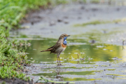 Blauwborst / Bluethroat (Luscinia svecica)