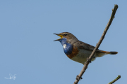 Blauwborst / Bluethroat (Luscinia svecica)