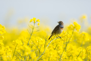 Blauwborst / Bluethroat (Luscinia svecica)