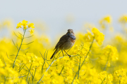 Blauwborst / Bluethroat (Luscinia svecica)