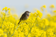 Blauwborst / Bluethroat (Luscinia svecica)