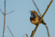 Blauwborst / Bluethroat (Luscinia svecica)