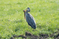 Blauwe reiger / Grey Heron (Ardea cinerea)