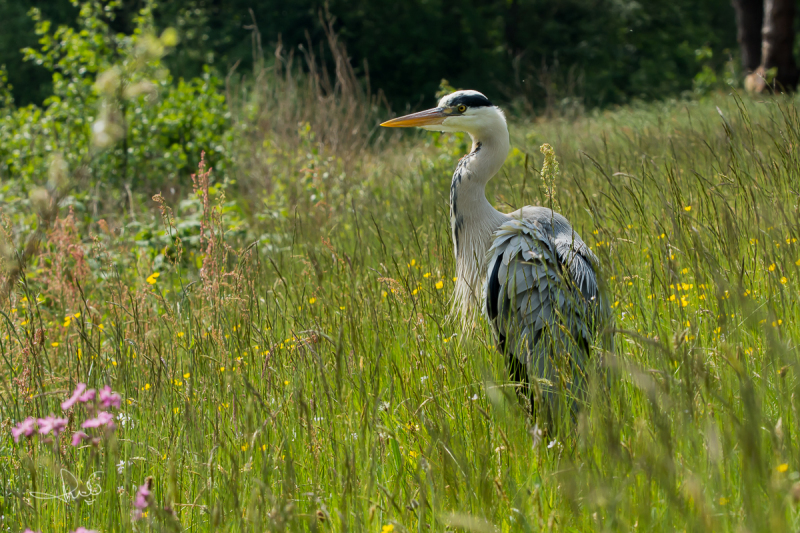 Blauwe reiger / Grey Heron (Ardea cinerea)