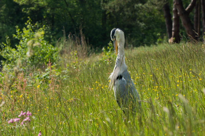 Blauwe reiger / Grey Heron (Ardea cinerea)