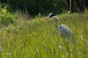 Blauwe reiger / Grey Heron (Ardea cinerea)