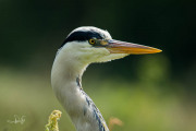 Blauwe reiger / Grey Heron (Ardea cinerea)