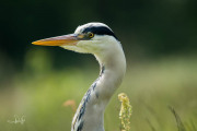 Blauwe reiger / Grey Heron (Ardea cinerea)