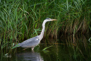 Blauwe reiger / Grey Heron (Ardea cinerea)