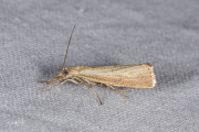 Blauwooggrasmot (Agriphila straminella), micro