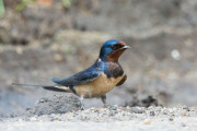 Boerenzwaluw / Barn Swallow (Hirundo rustica)