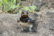 Boerenzwaluw / Barn Swallow (Hirundo rustica)