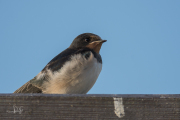 Boerenzwaluw / Barn Swallow (Hirundo rustica)