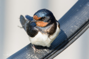 Boerenzwaluw / Barn Swallow (Hirundo rustica)