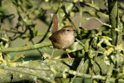 Winterkoning / Eurasian Wren (Nannus troglodytes)