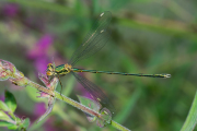 Houtpantserjuffer / Green Emerald Damselfly (Chalcolestes viridis)