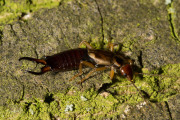 Gewone oorwurm / Common Earwig (Forficula auricularia)