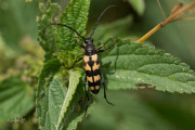 Gevlekte smalboktor / Longhorn beetle (Leptura quadrifasciata)