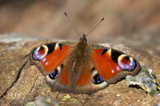 Dagpauwoog / Peacock (Aglais io)