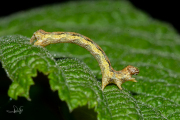 Grote wintervlinder / Mottled Umber (Erannis defoliaria)