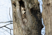 Bosuil / Tawny Owl (Strix aluco)