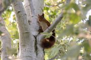 Eekhoorn / Eurasian Red Squirrel (Sciurus vulgaris)