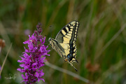 Koninginnenpage / Swallow Tail (Papilio machaon)