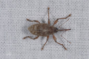 Kastanjesnuitkever / Chestnut Weevil (Curculio elephas)