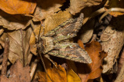 Meidoornuil / Green-brindled Crescent (Allophyes oxyacanthae)