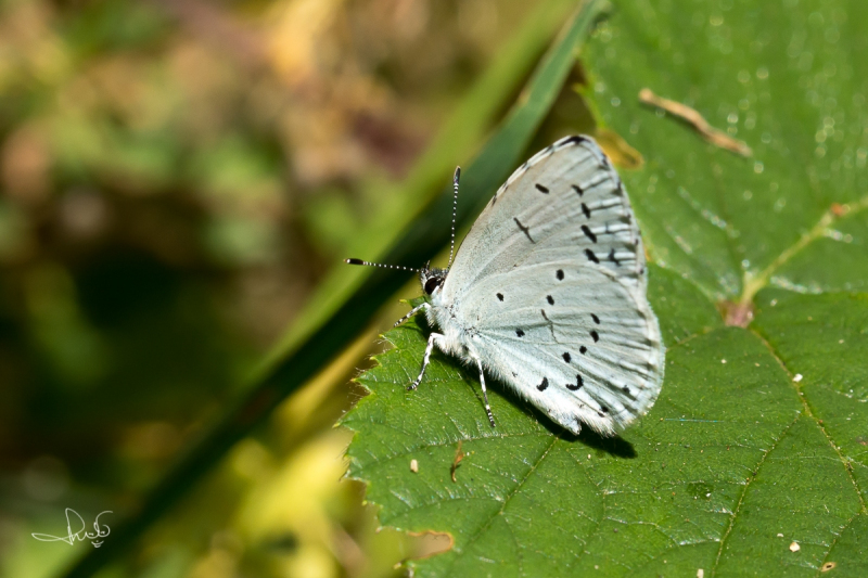 Boomblauwtje / Holly Blue (Celastrina argiolus)