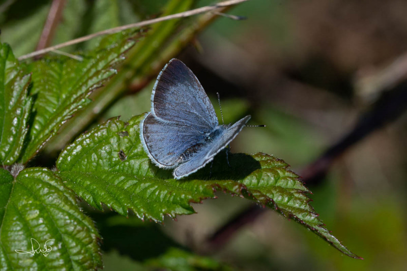 Boomblauwtje / Holly Blue (Celastrina argiolus)