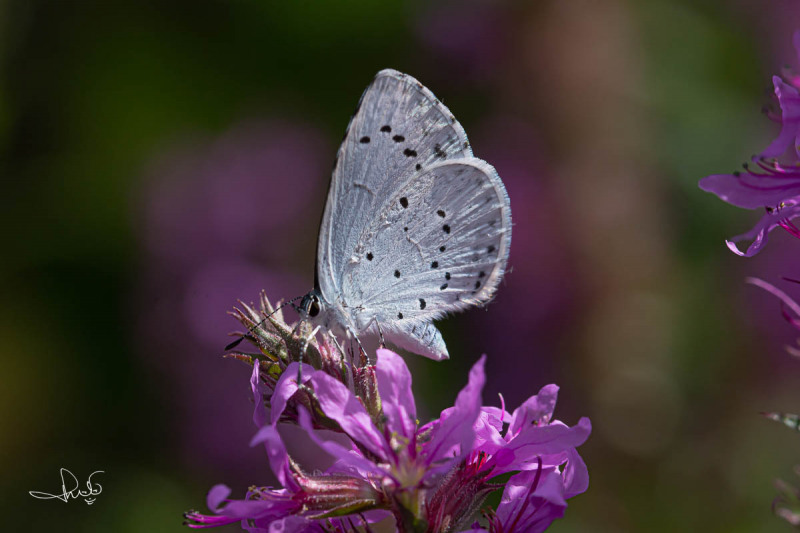 Boomblauwtje / Holly Blue (Celastrina argiolus)