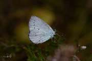 Boomblauwtje / Holly Blue (Celastrina argiolus)