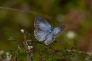 Boomblauwtje / Holly Blue (Celastrina argiolus)